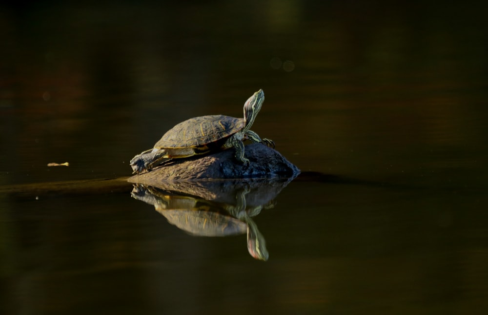 a turtle sitting on top of a body of water