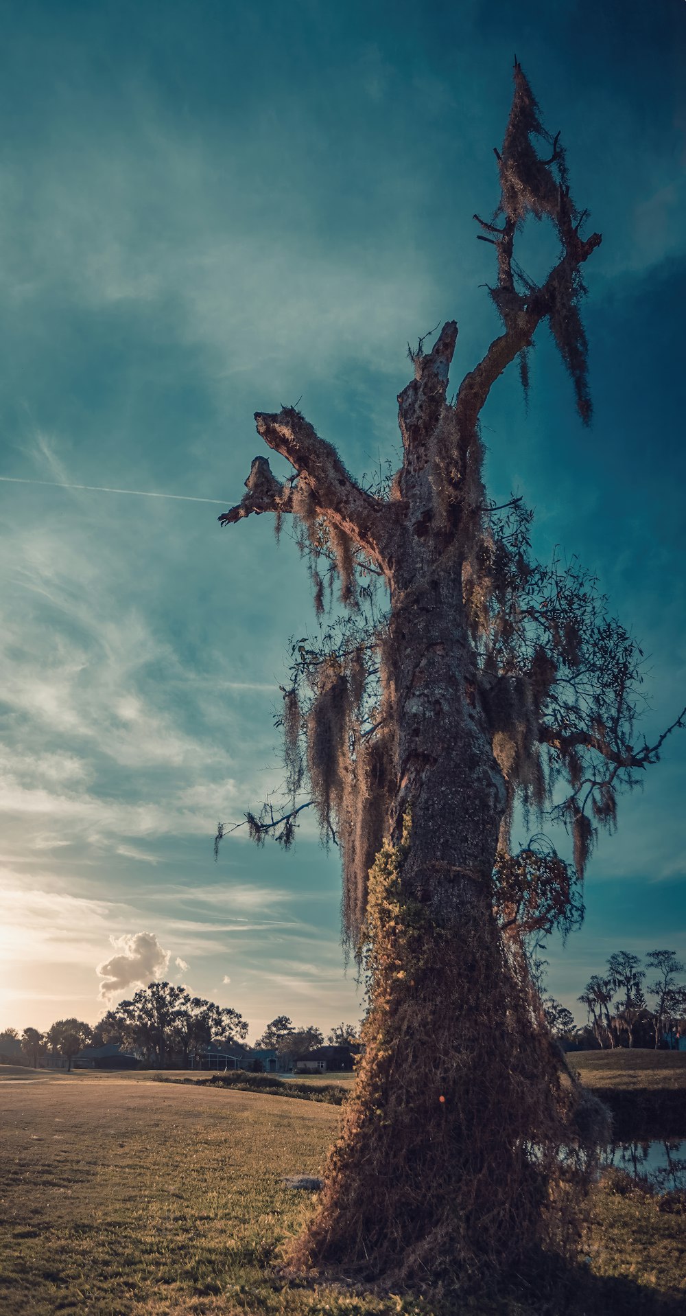 a tree that is in the middle of a field