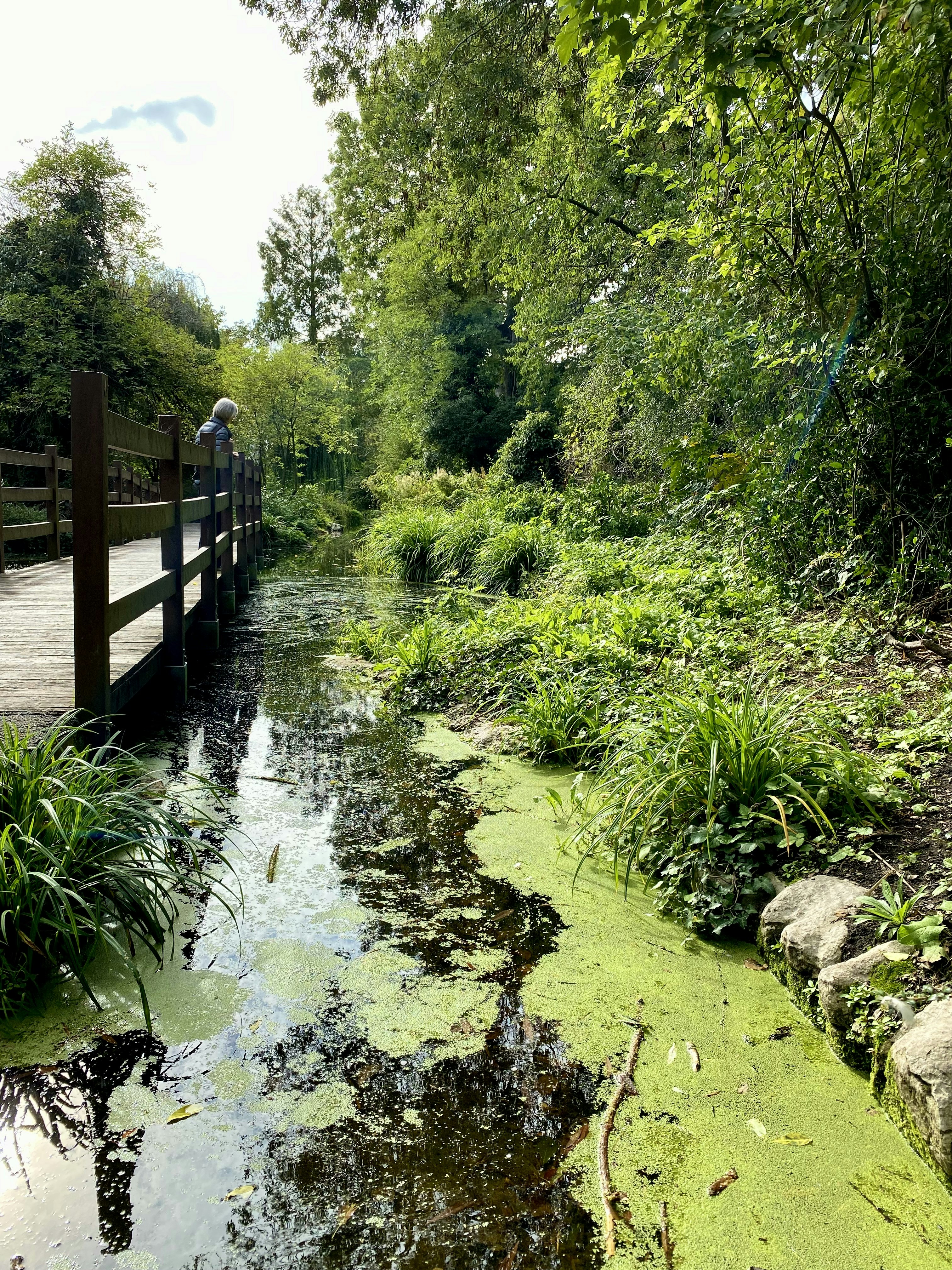 a small stream running through a lush green forest