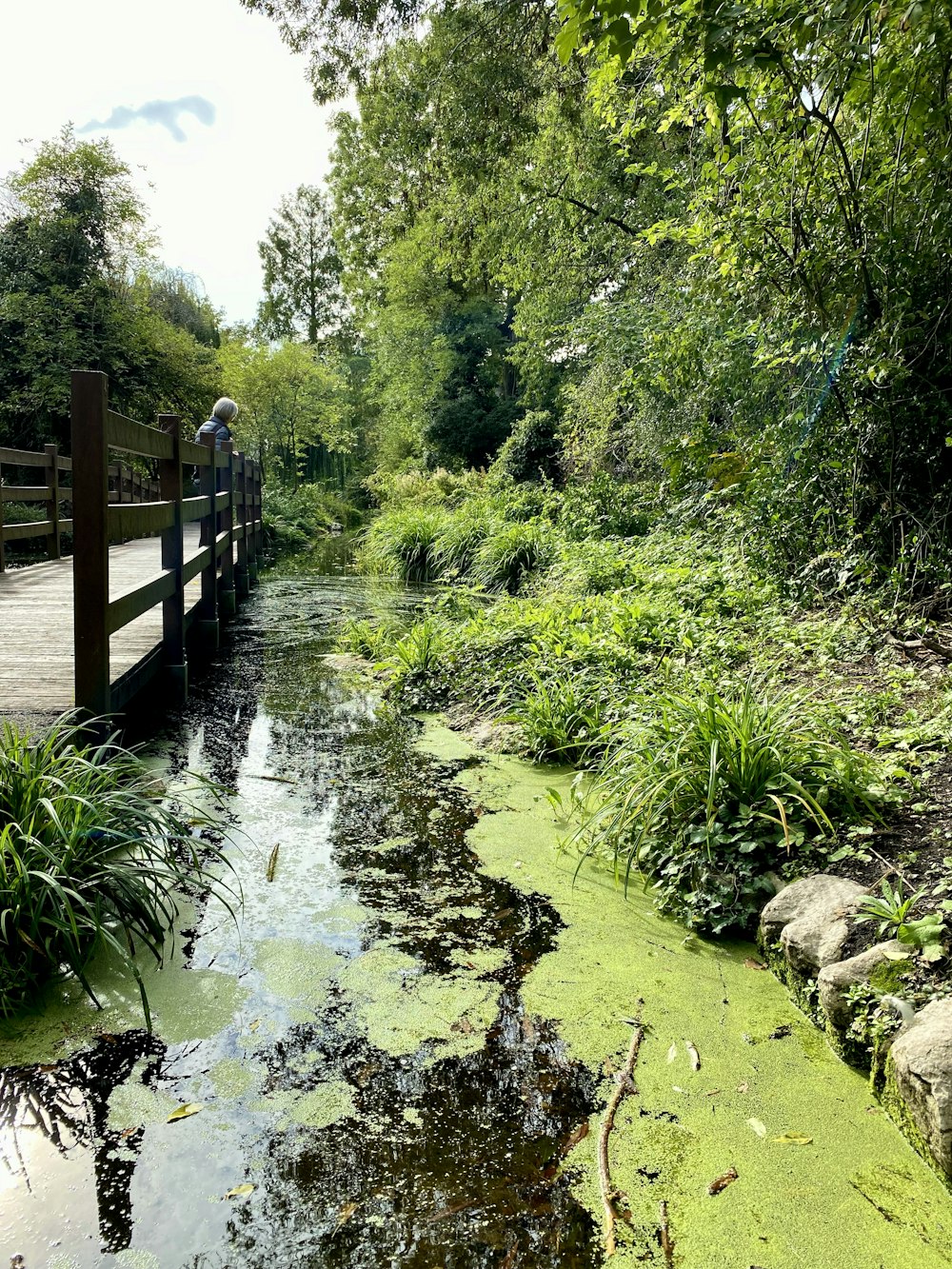 a small stream running through a lush green forest