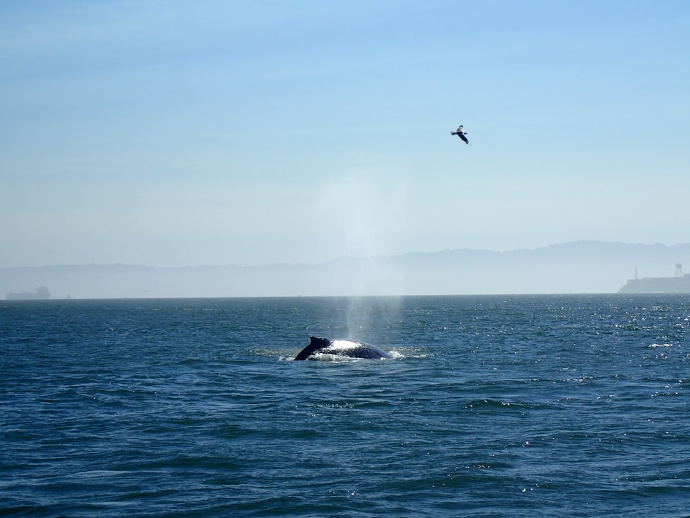 a humpback whale in the ocean with a bird flying overhead