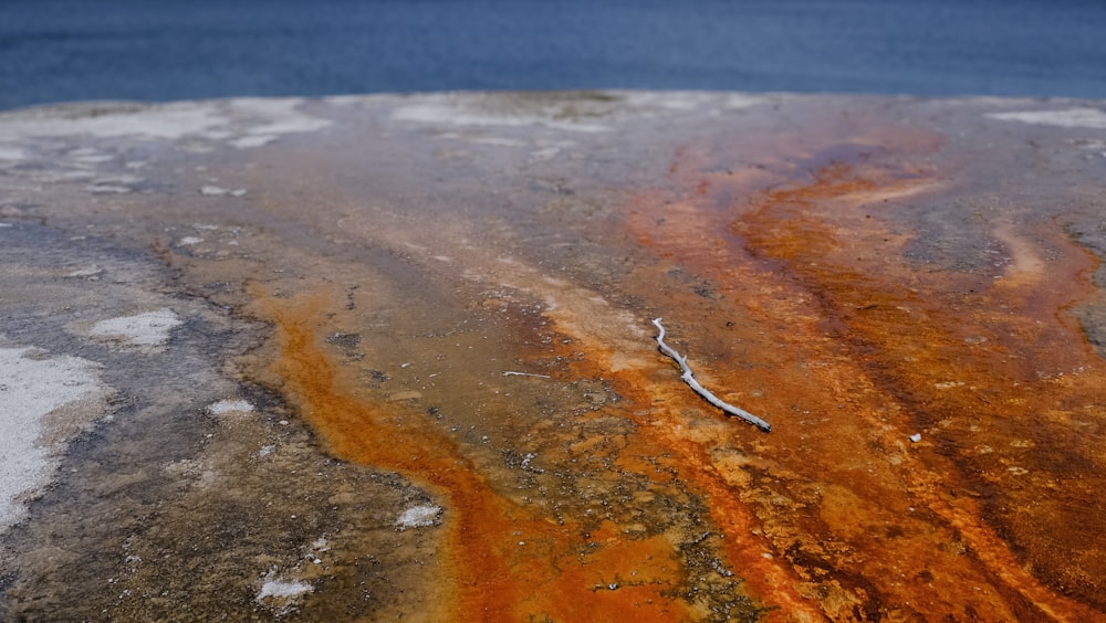 a close up of a rock with water in the background