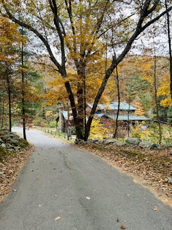 A picturesque winding road amidst a dense forest with autumn foliage leading to a log cabin. The trees are adorned with golden and orange leaves, creating a warm and inviting atmosphere. Rock formations and a rustic wooden fence line the road.