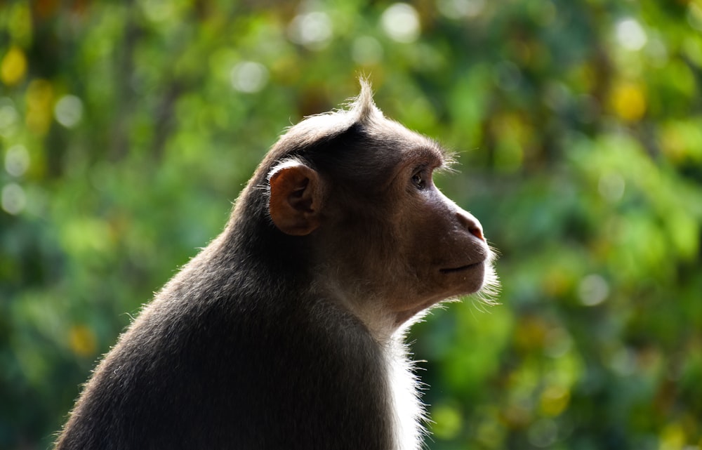 a close up of a monkey with trees in the background