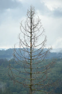 a tall tree with no leaves in front of a mountain