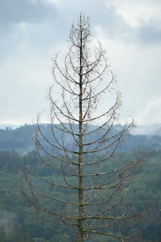 a tall tree with no leaves in front of a mountain