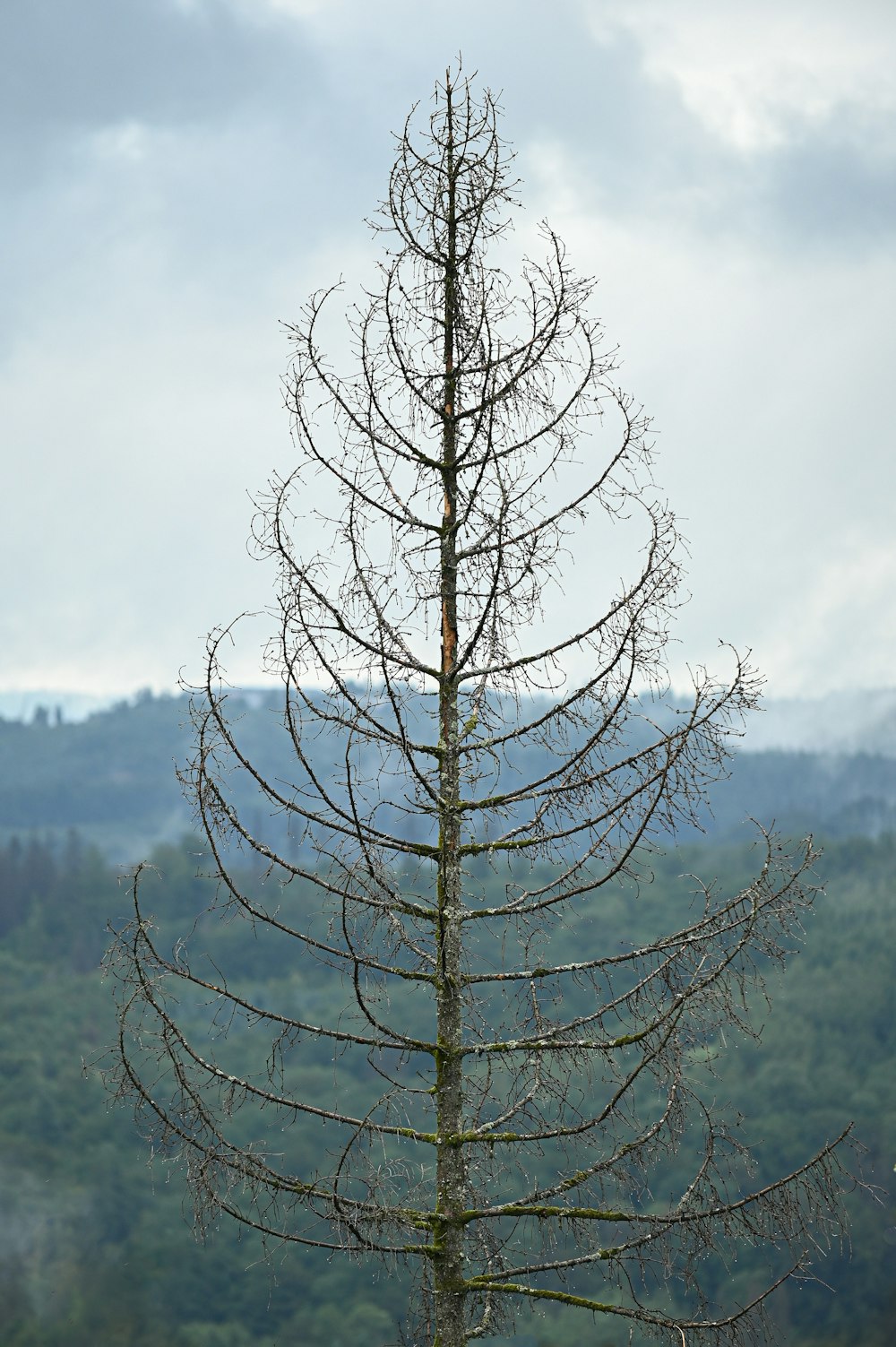 a tall tree with no leaves in front of a mountain