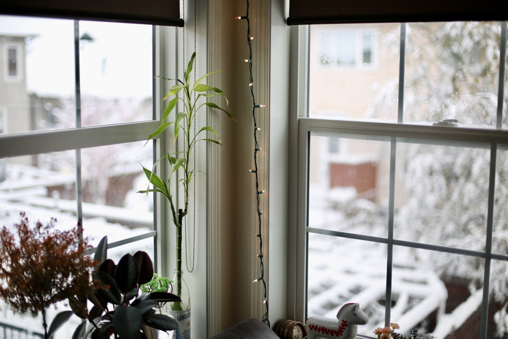 a potted plant sitting on a window sill next to a window