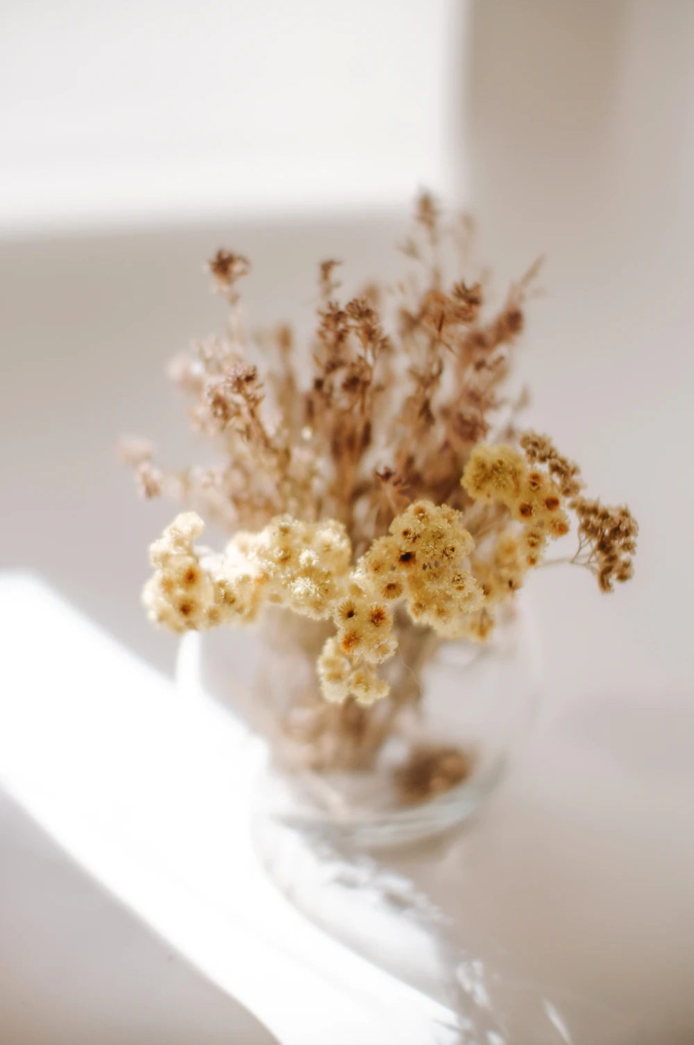 Dried cream flowers in a glass vase in soft daylight