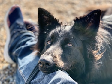 a close up of a dog laying on the ground