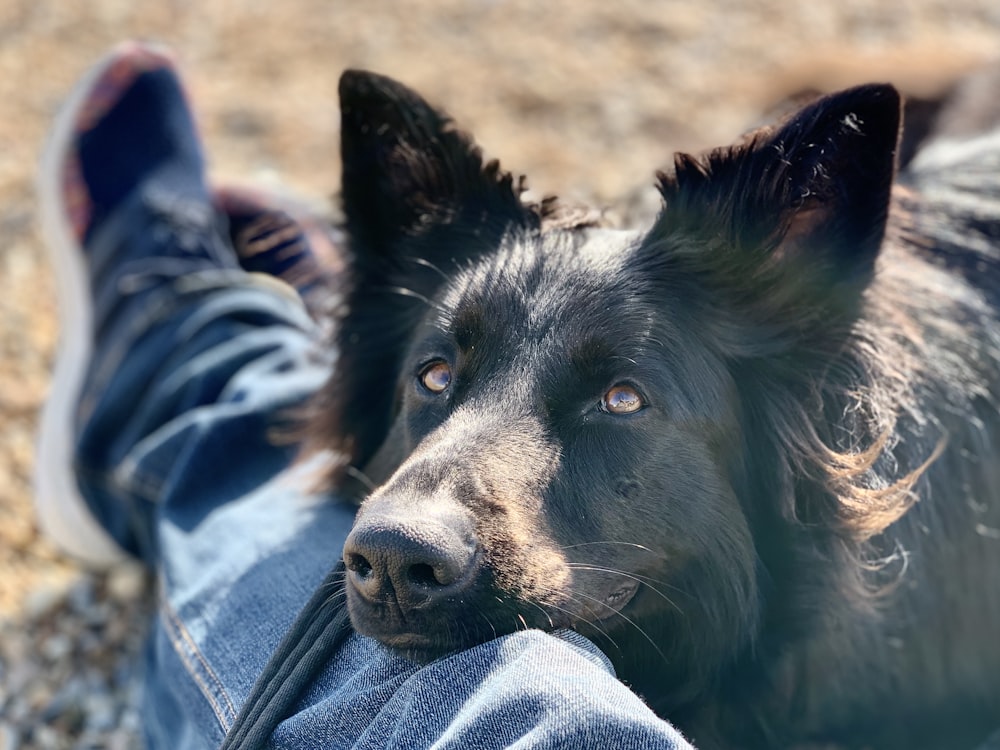 a close up of a dog laying on the ground