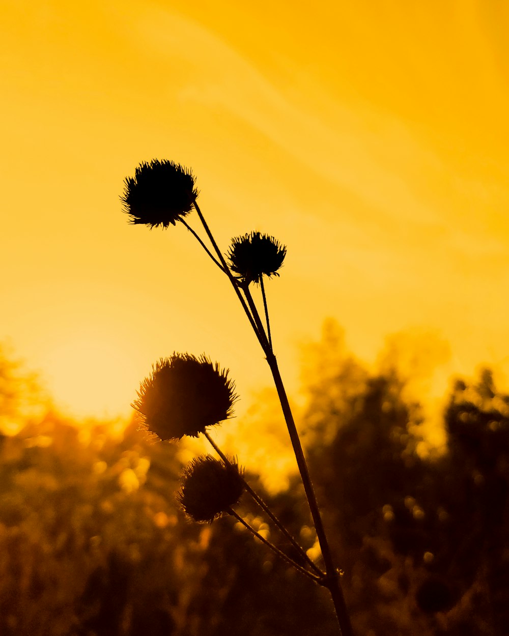 a close up of a plant with the sun in the background