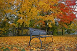 A peaceful park bench surrounded by autumn leaves in vibrant colors.