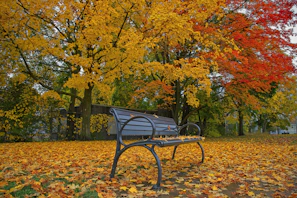 A quiet park bench surrounded by autumn leaves in warm tones