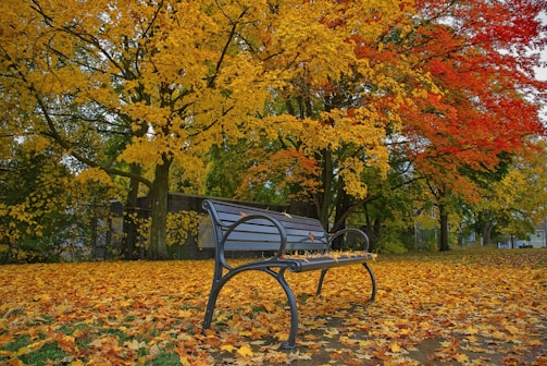 A peaceful park bench surrounded by autumn leaves in golden hues.