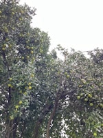 A vibrant food forest thriving with diverse trees and plants under a bright Thai sky.