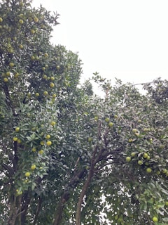 A lush durian orchard with ripe fruits hanging from the trees.