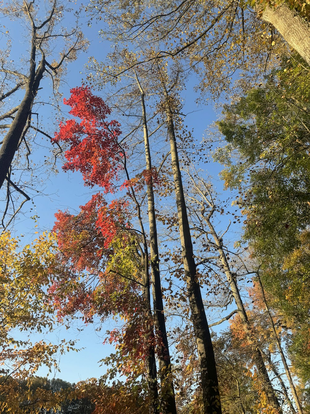 a forest filled with lots of tall trees