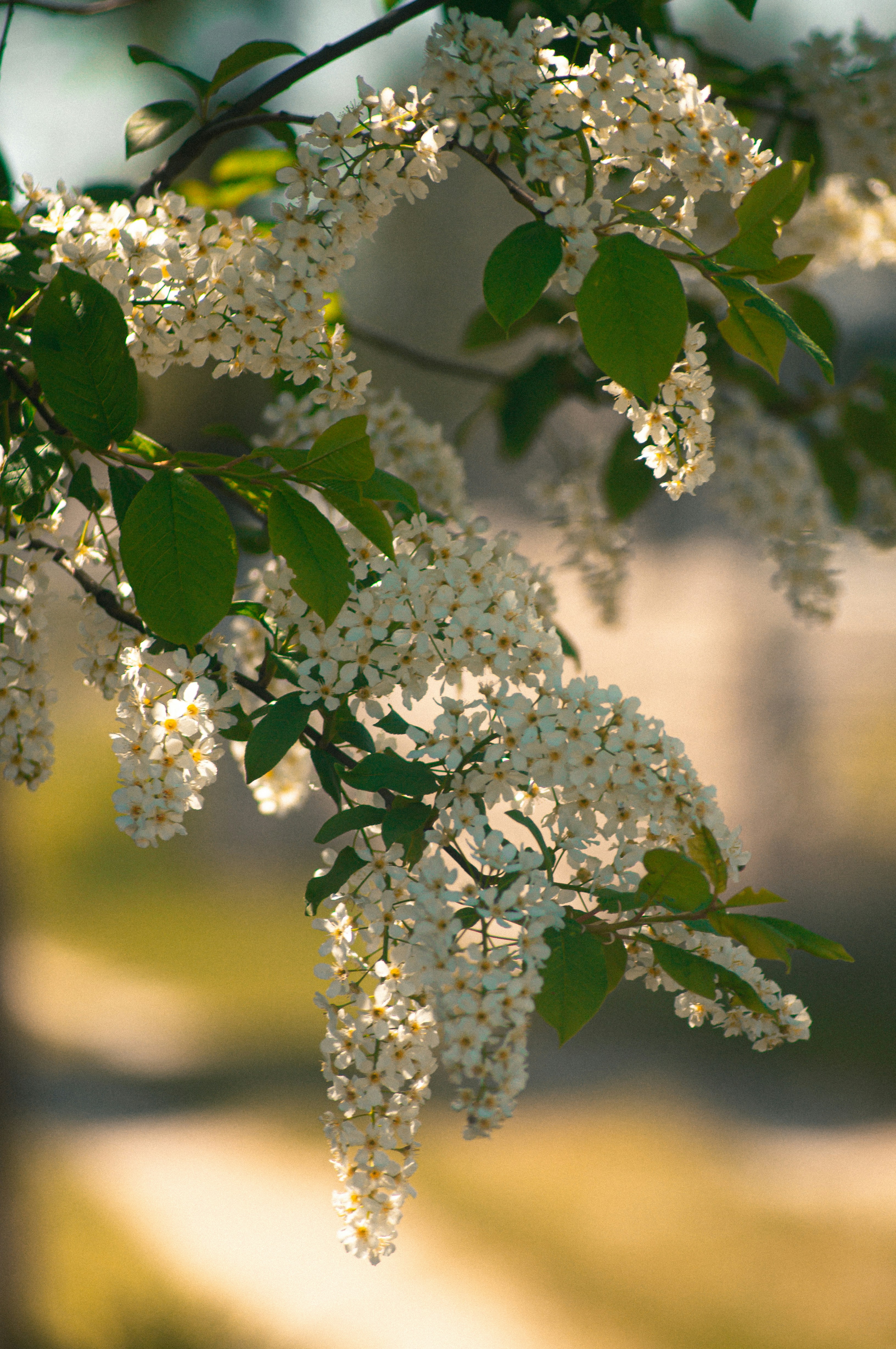 a tree with white flowers and green leaves