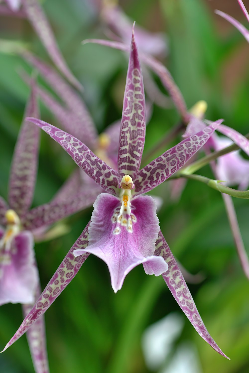 a close up of a purple flower with green leaves in the background