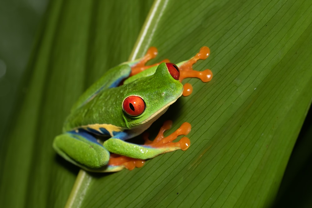 a red eyed tree frog sitting on a leaf