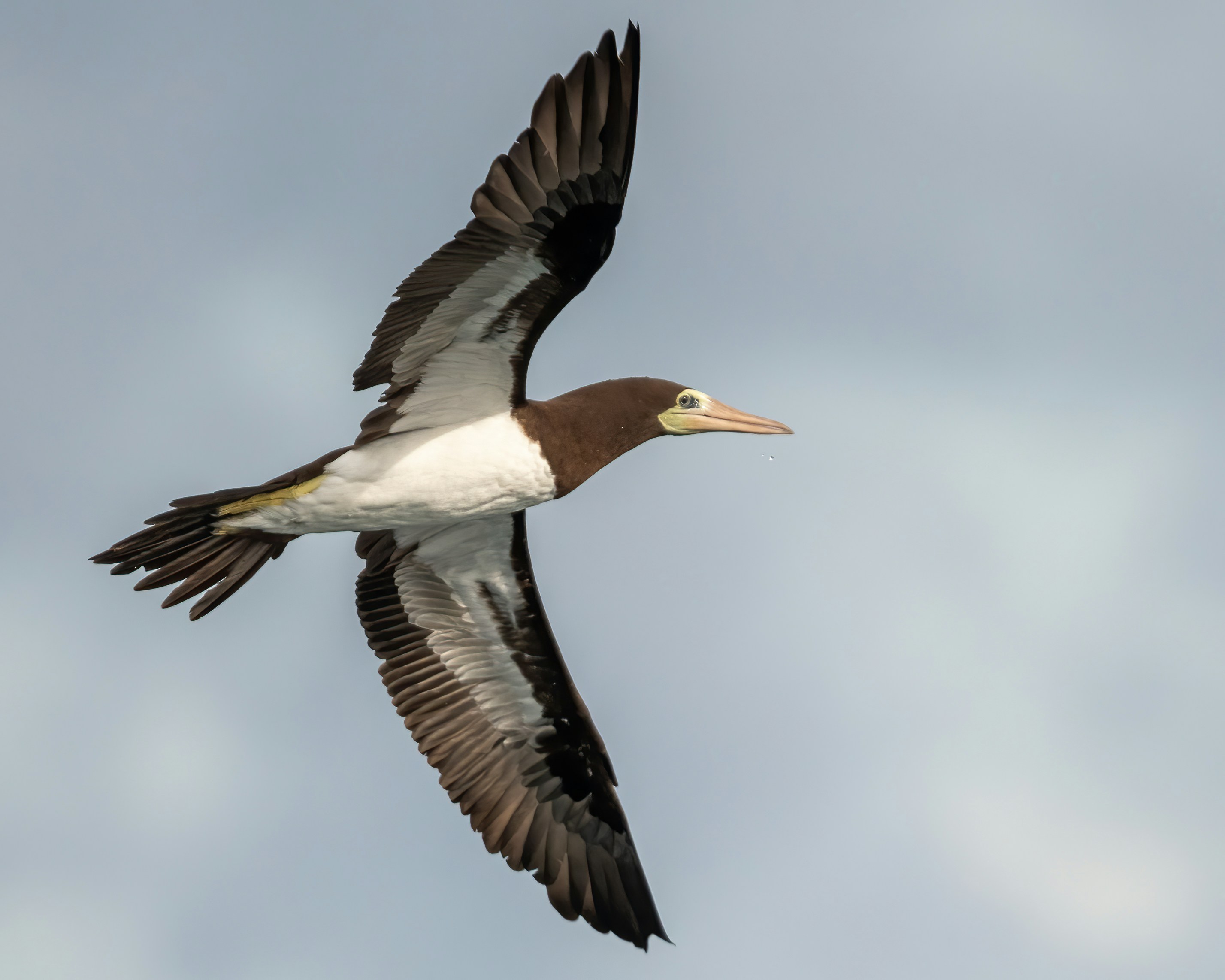 Corcovado National Park, Costa Rica - Brown Booby