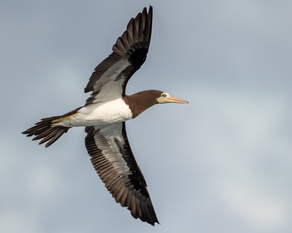 a large bird flying through a cloudy blue sky