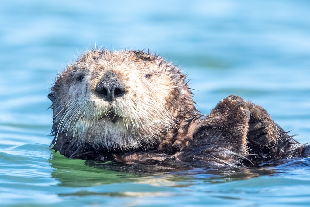 a close up of a wet otter swimming in the water