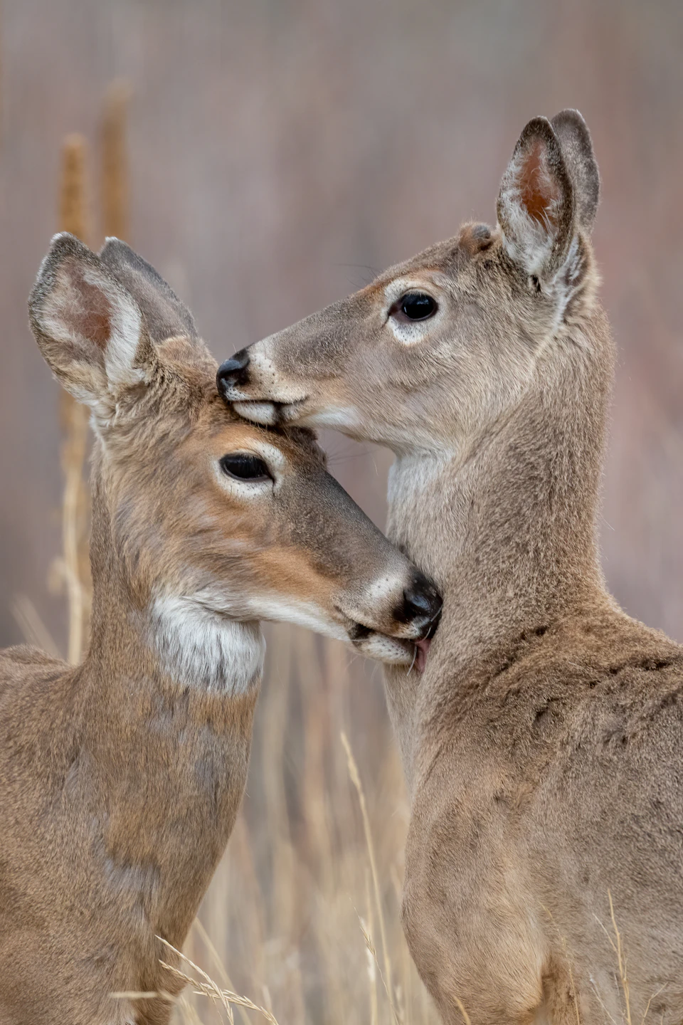 Two deer with brown coats stand close together, nuzzling each other's necks in a field