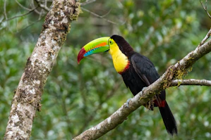 a colorful toucan perched on a tree branch