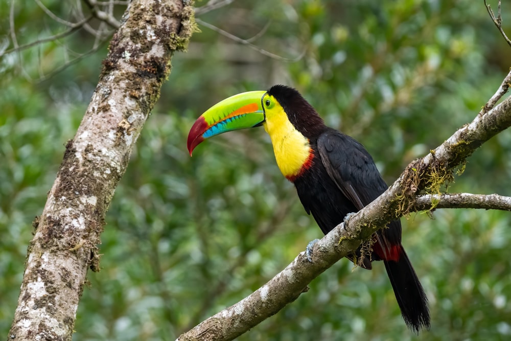 a colorful toucan perched on a tree branch