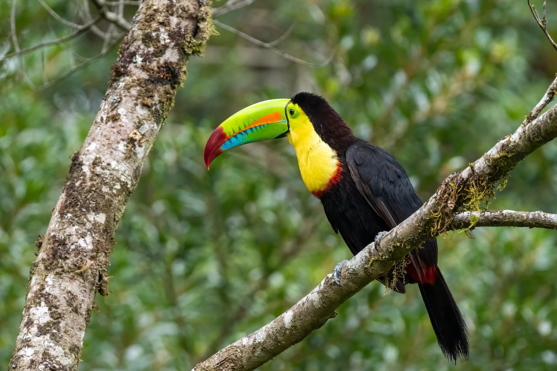 Tucán en Monteverde