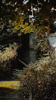 A hidden garden tucked between historic London buildings, lush with greenery and soft sunlight.