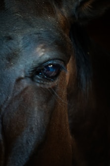 A close-up photograph of a horse's eye, highlighting the texture of its dark, smooth coat and the depth in its eye.