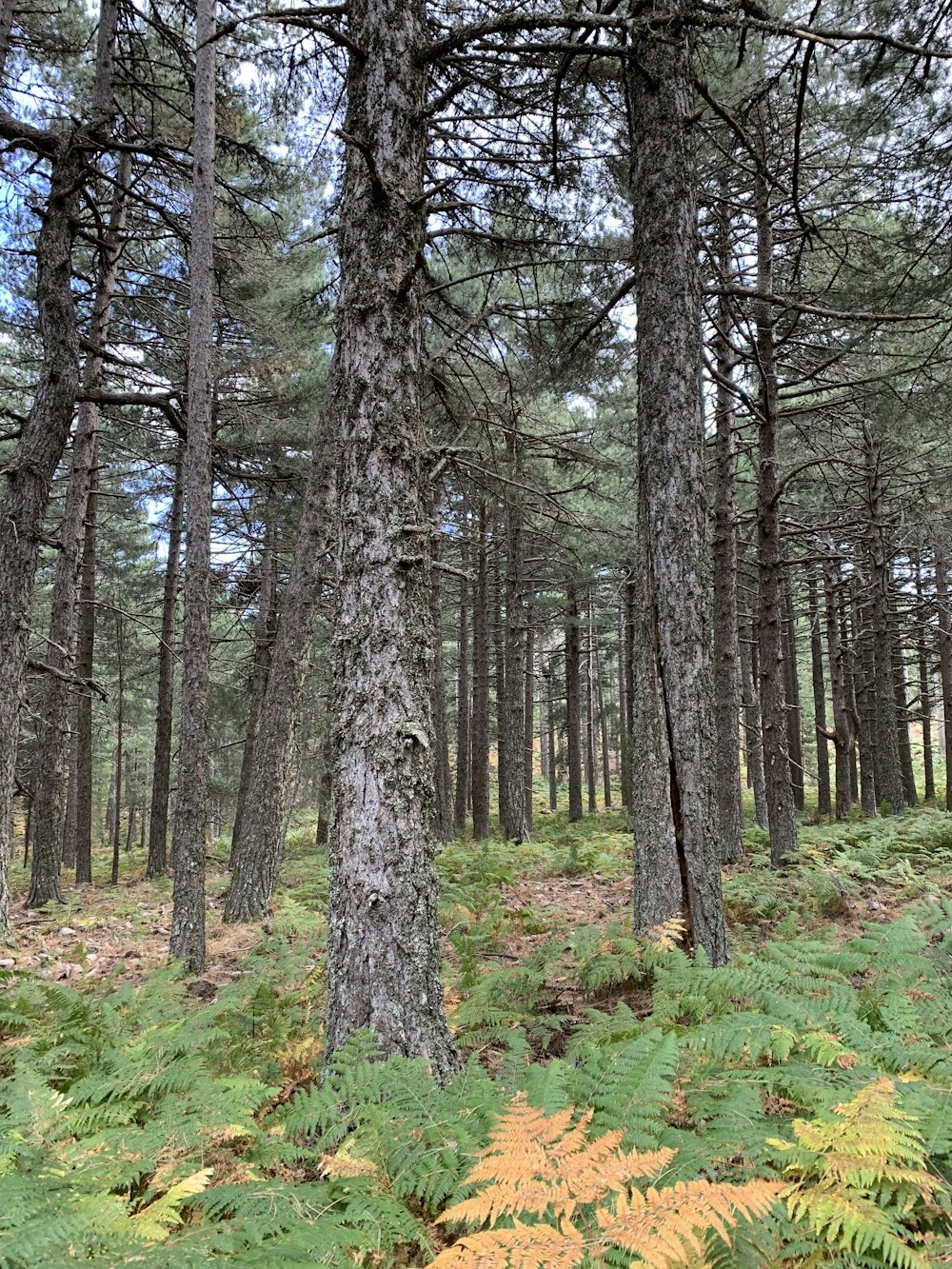 a forest filled with lots of tall trees