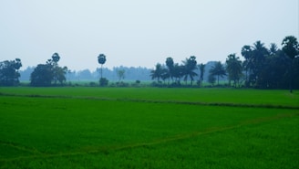 A lush green landscape showcases expansive fields of rice paddies bordered by tall palm trees. The scene is serene and expansive, typical of a rural countryside. A hazy sky looms overhead, adding to the tranquil atmosphere.