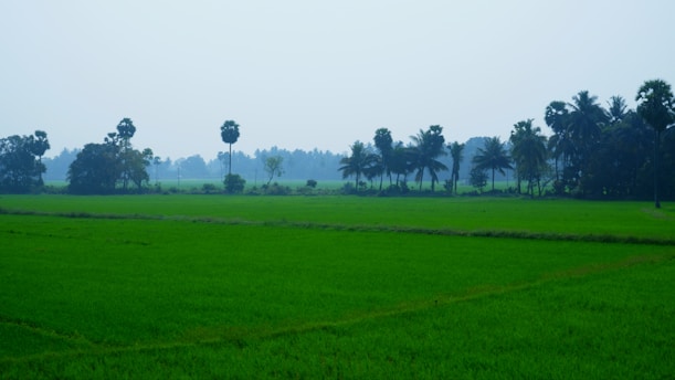 A lush green landscape showcases expansive fields of rice paddies bordered by tall palm trees. The scene is serene and expansive, typical of a rural countryside. A hazy sky looms overhead, adding to the tranquil atmosphere.