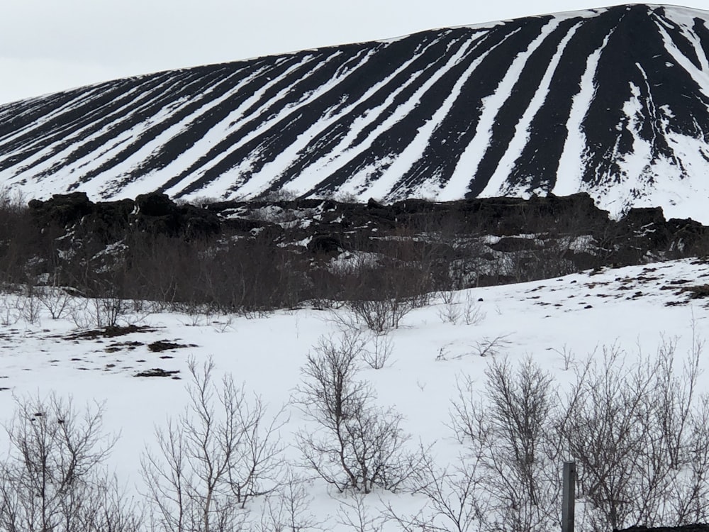 una montaña cubierta de nieve con árboles en primer plano