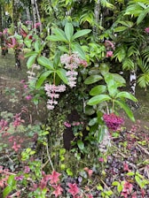 A lush tropical area with various green and pink plants surrounding a tree trunk. The leaves are broad and shiny, mingling with clusters of small, vibrant pink and purple flowers. The ground is covered in a mix of colorful foliage, creating a rich and diverse natural scene.