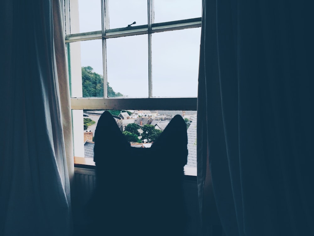 a cat sitting in front of a window looking out