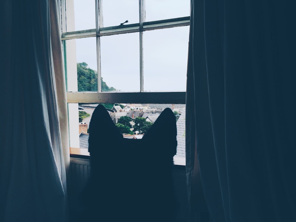 Un gato sentado frente a una ventana mirando hacia afuera