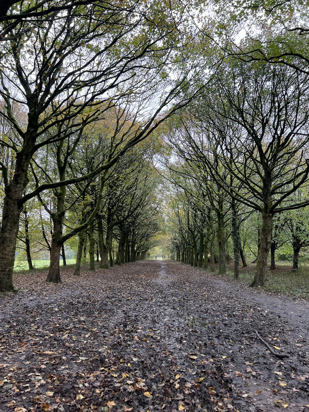 a dirt road surrounded by trees and leaves