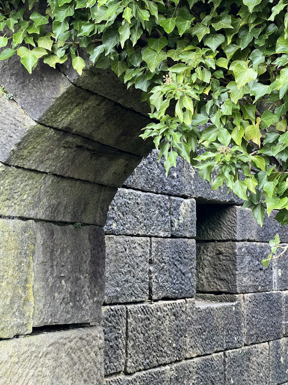 a stone wall with green leaves growing over it