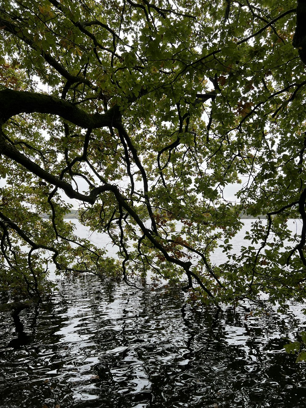 a view of a body of water from under a tree