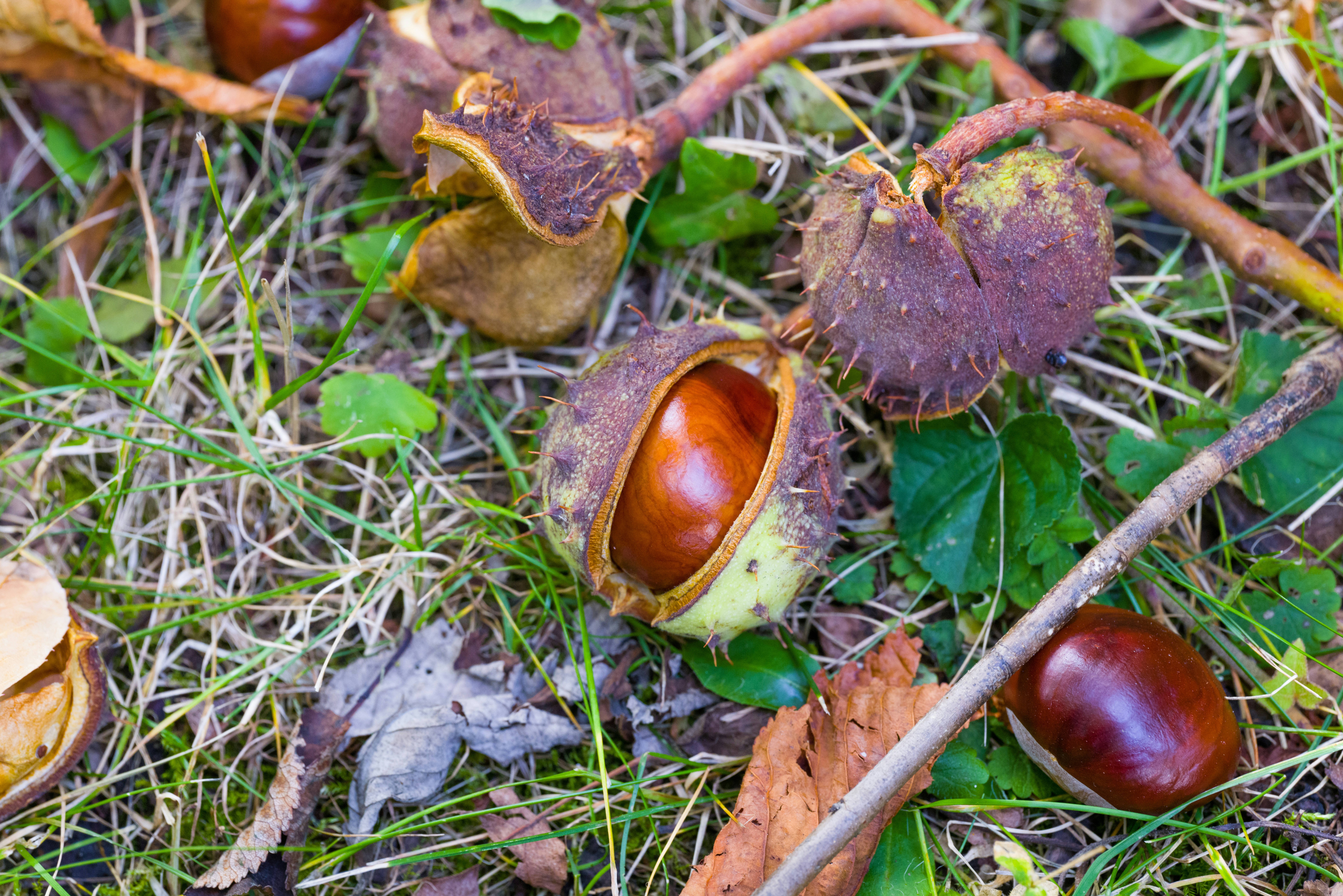 الكستناء: استعادة مصدر الغذاء المنسي