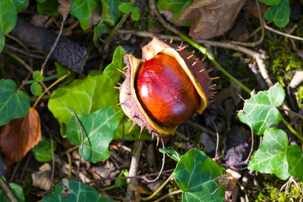 A nut on the ground surrounded by leaves