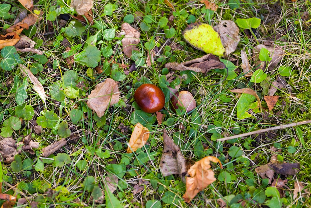 a mushroom is sitting on the ground in the grass