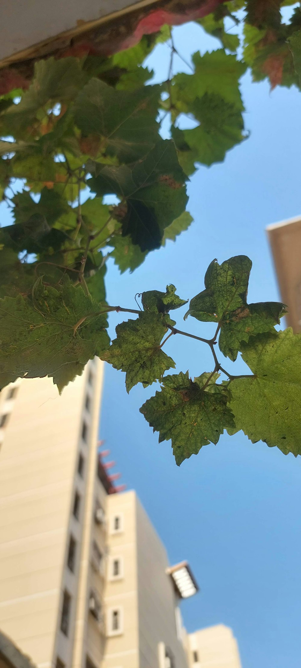the leaves of a tree in front of a building