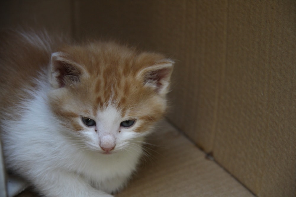 an orange and white kitten sitting in a cardboard box