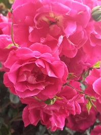 Close-up of vibrant rose flowers suitable for organic gulkand production.